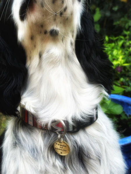 Tagyns - Pure brass dog tags